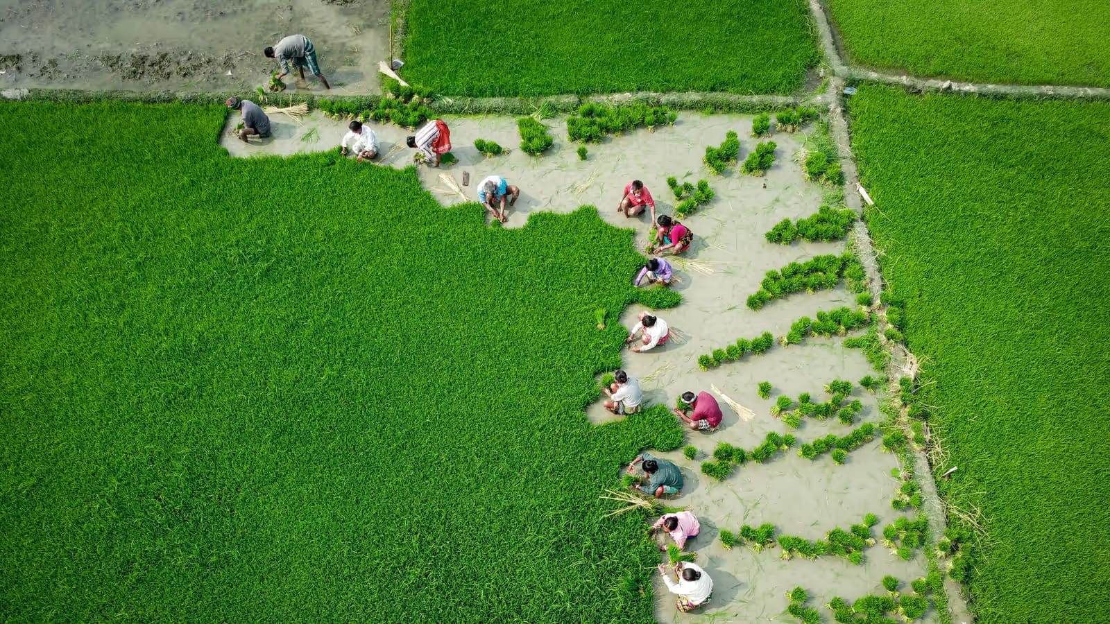 Vue aérienne d'agriculteurs cultivant de vastes rizières verdoyantes, image de croissance patiente et de rendement dans la durée